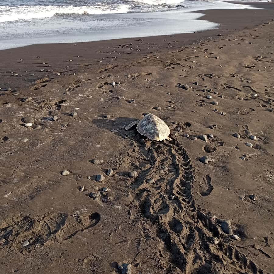 Santa Maria: Sal Island Sea Turtle Watching Experience - Why Sal’s turtle nesting tours feel different