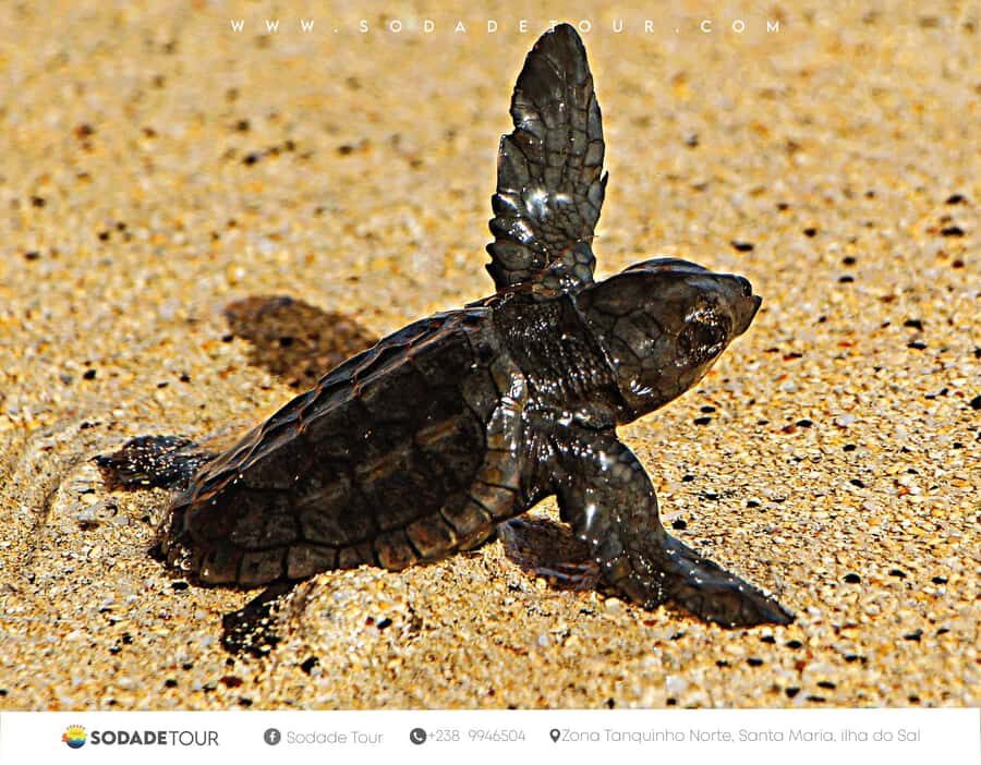 Santa Maria: Sal Island Sea Turtle Watching Experience - The Santa Maria orientation: a 45-minute biology briefing on what you’ll see