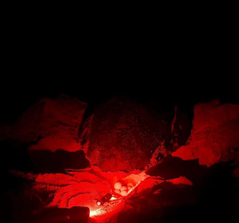Santa Maria: Sal Island Sea Turtle Watching Experience - Pickup at night: the 8 PM start and what the timing really means