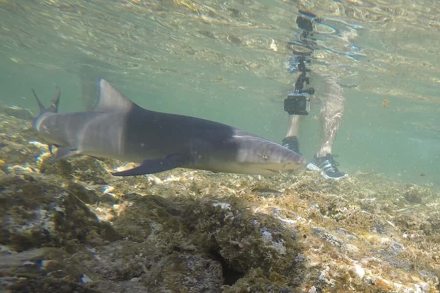Santa Maria: Salt Mine, Natural Pool, and Shark Bay Tour - Palmeira village: fishermen homes, local lunch, and real Cape Verde vibes