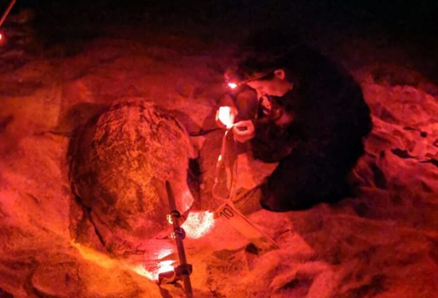 Santa Maria: Sea Turtle Watching Experience on Sal Island - Key things to know before you go