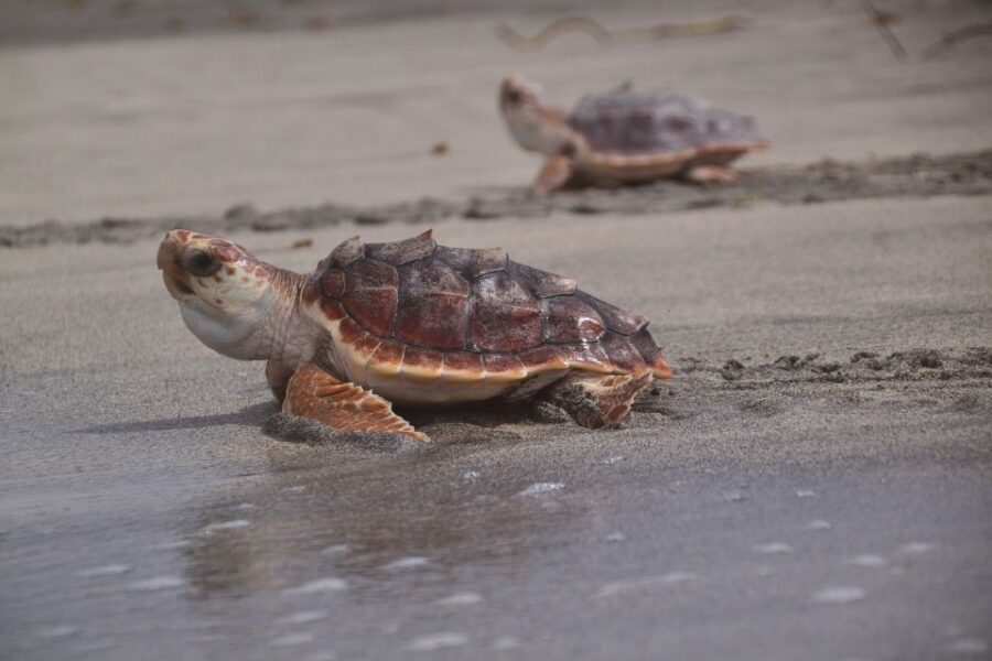 Santa Maria: Sea Turtle Watching Experience on Sal Island - Price and value: is $41 worth it?