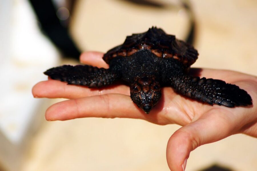 Santa Maria: Sea Turtle Watching Experience on Sal Island - How the moonlit turtle walk on Sal Island really works