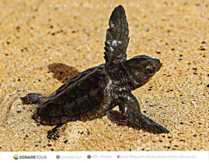 Santa Maria: Sea Turtle Watching Experience on Sal Island - Your guide explains turtle behavior like it matters