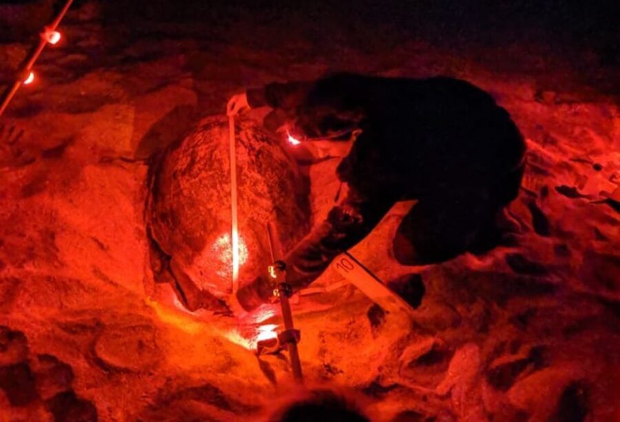 Santa Maria: Sea Turtle Watching Experience on Sal Island - The beach rules that protect turtles (and your night vision)
