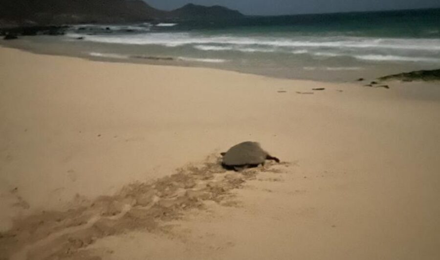 Santa Maria: Sea Turtle Watching Experience on Sal Island - Watching the nesting cycle: why patience is part of the show