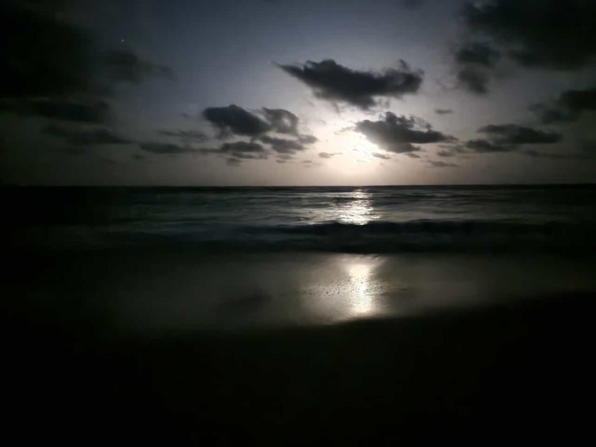 Santa Maria: Sea Turtle Watching Experience on Sal Island - Timing flexibility: the real reason schedules can feel confusing