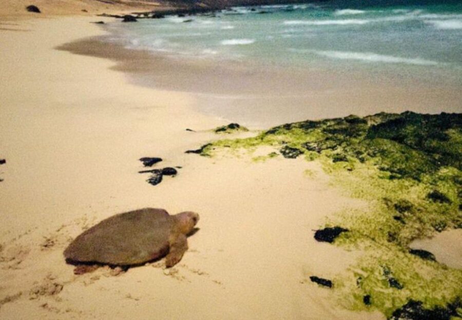 Santa Maria: Sea Turtle Watching Experience on Sal Island - Who this tour is best for on Sal