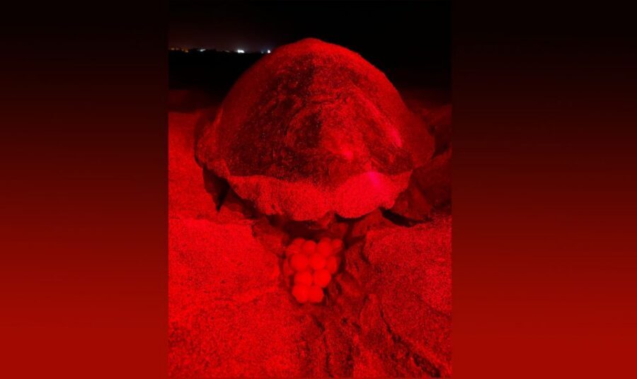 Santa Maria: Sea Turtle Watching Experience on Sal Island - Pickup at 8 PM and the comfortable ride to the beach