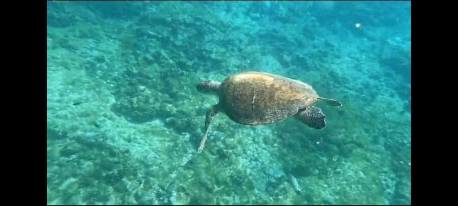 Santa Maria: Snorkeling Boat Tour - Key highlights to know before you go