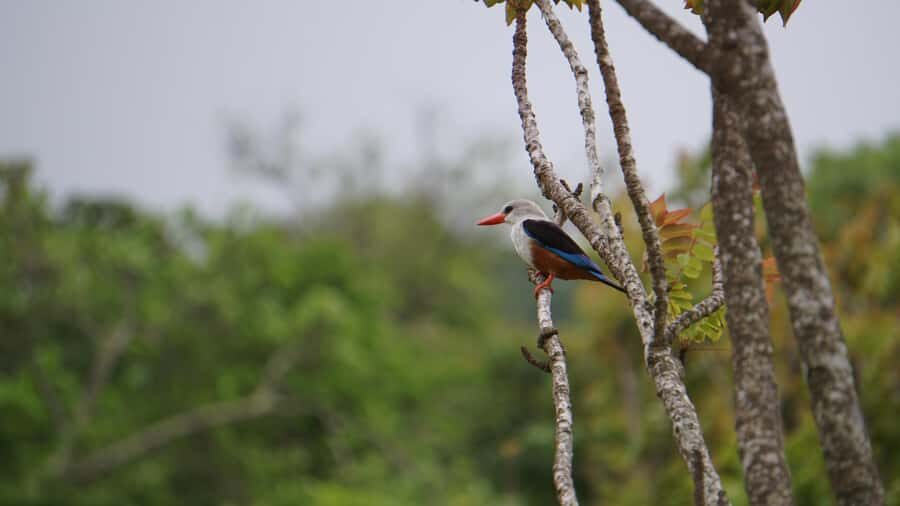 Santo Antão: Full Day Island Tour & Visit to Cova de Paúl - Quick take: what you’ll remember most