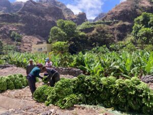 Santo Antão Highlights: Day Trip by Car with Ferry from SV - Porto Novo Meets Your Guide: Getting Oriented Fast