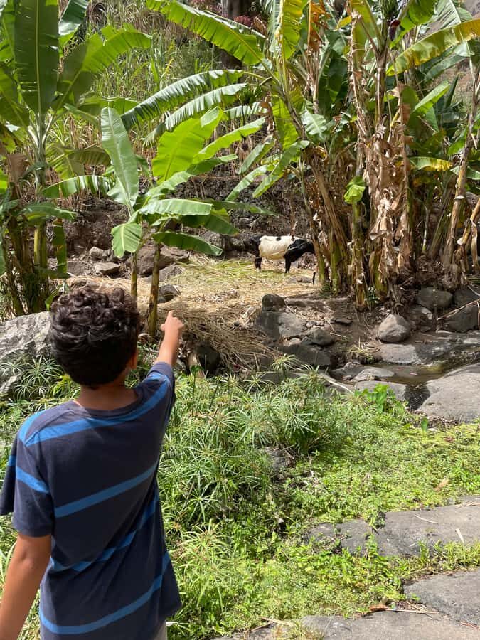 Santo Antão Highlights: Day Trip by Car with Ferry from SV - Old Mountain Road to Cova de Paúl: Volcanic Power in Real Time