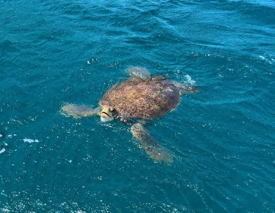 São Vicente: Snorkel with Sea Turtles Adventure - Key things that make this snorkel adventure work