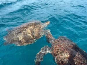 São Vicente: Snorkel with Sea Turtles Adventure - The short boat ride to the sea-turtle bay