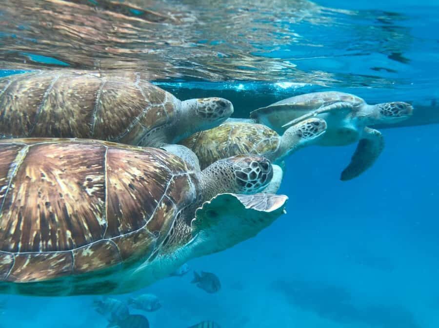 São Vicente: Snorkel with Sea Turtles Adventure - Snorkeling with sea turtles: what you’re actually aiming for
