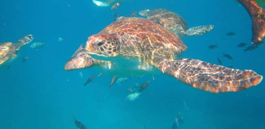 São Vicente: Swimming and Snorkeling Tour with Sea Turtles - Key points at a glance
