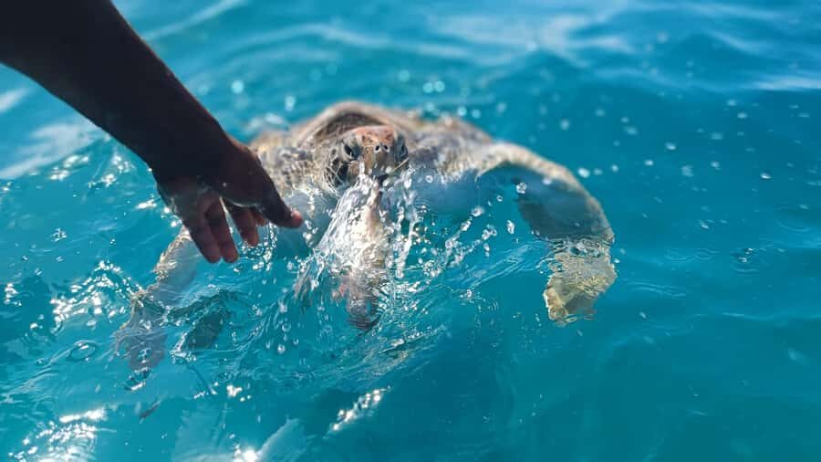 São Vicente: Swimming and Snorkeling Tour with Sea Turtles - Why São Vicente is special for sea turtles