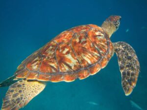 São Vicente: Swimming and Snorkeling Tour with Sea Turtles - Mindelo pickup to São Pedro: the rhythm of the 90 minutes