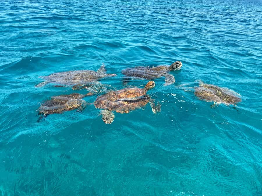 São Vicente: Swimming and Snorkeling Tour with Sea Turtles - Fishermen’s boat start: that quick ride that changes everything