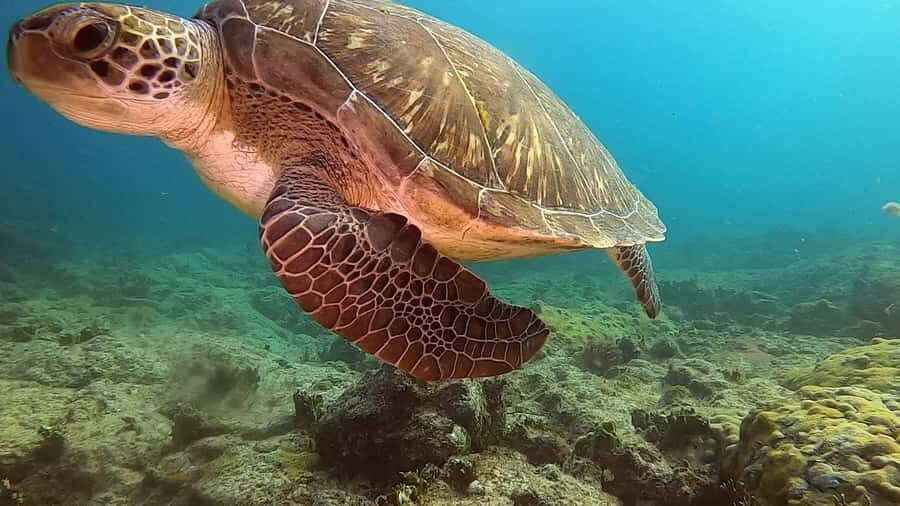 Short Snorkeling Trip - Snorkeling in the bay of Sal Rei: easy water time, real marine life