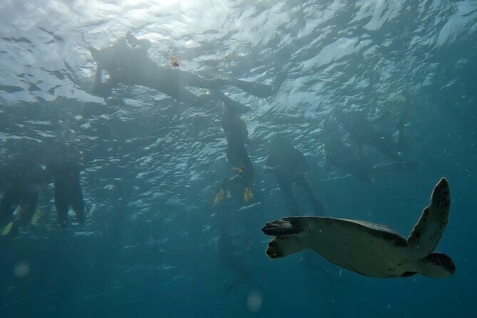 Snorkeling Experience in Santa Maria Bay by boat - On the surface: fish, color, and sea turtle spotting