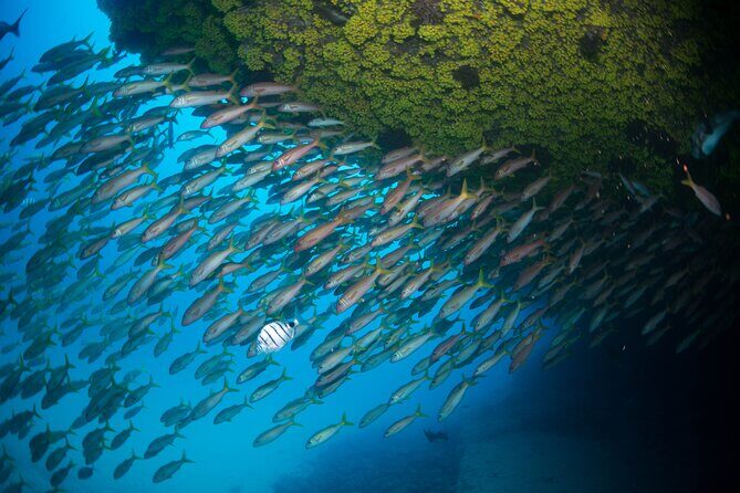 Snorkeling Experience in Santa Maria Bay by boat - Who this tour fits best (and who should think twice)