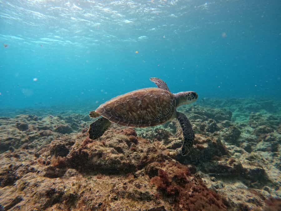 Snorkelling trip with certificate local guide - Who should book this Santa Maria snorkel trip?