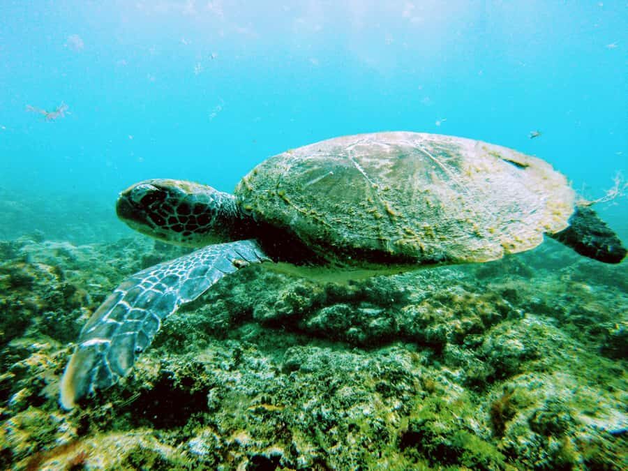 Snorkelling trip with certificate local guide - Should you book this snorkeling from Santa Maria?