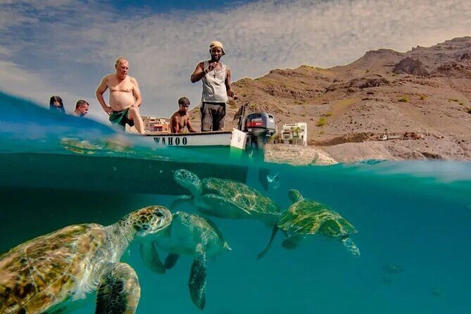Spectacular experience with sea turtles - Key Highlights Before You Go