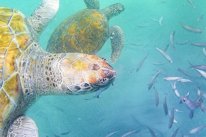 Spectacular experience with sea turtles - On the Boat: Slow, Controlled, and Turtle-Friendly