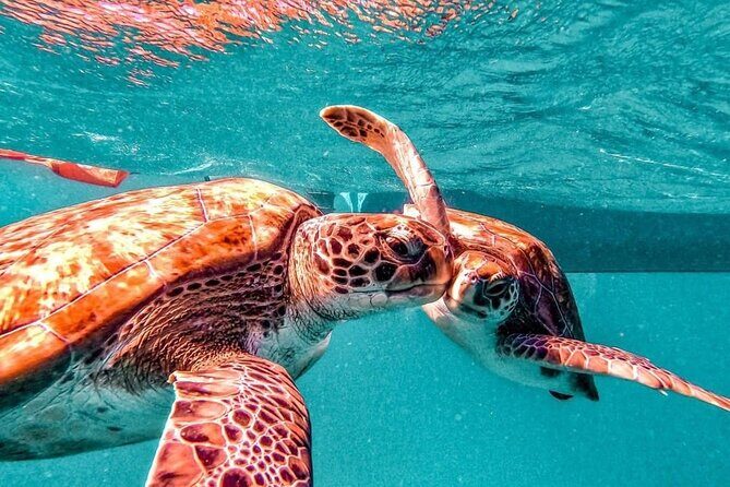 Spectacular experience with sea turtles - Sea Turtles, Behavior, and Why This Isn’t Just a Photo Stop