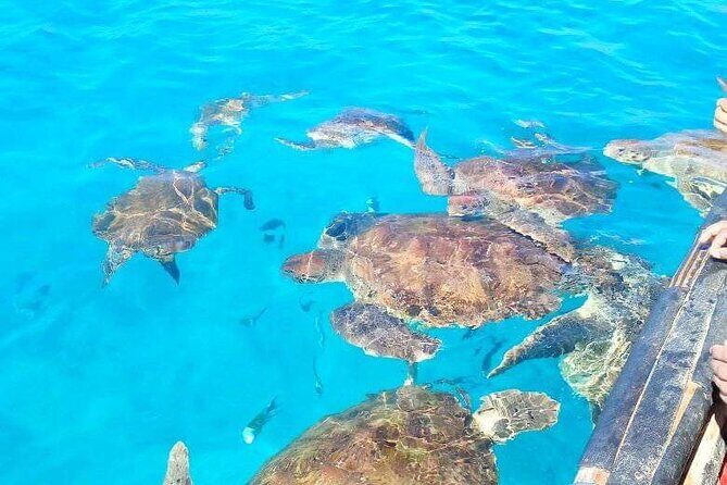 Spectacular experience with sea turtles - Who This Snorkel Trip Fits Best (and Who Should Think Twice)