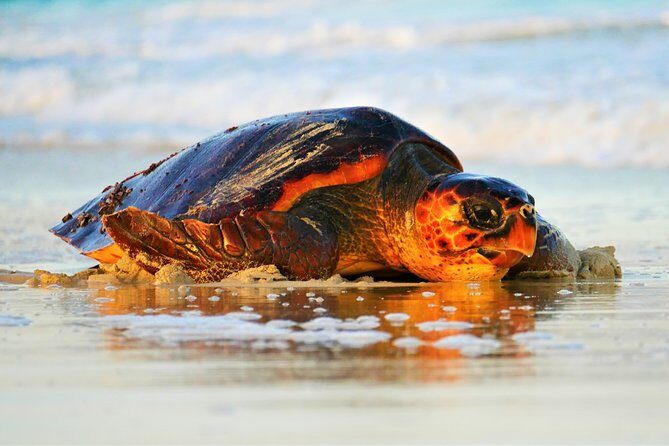 Turtle Watching Adventure - Key things that make this turtle watching special