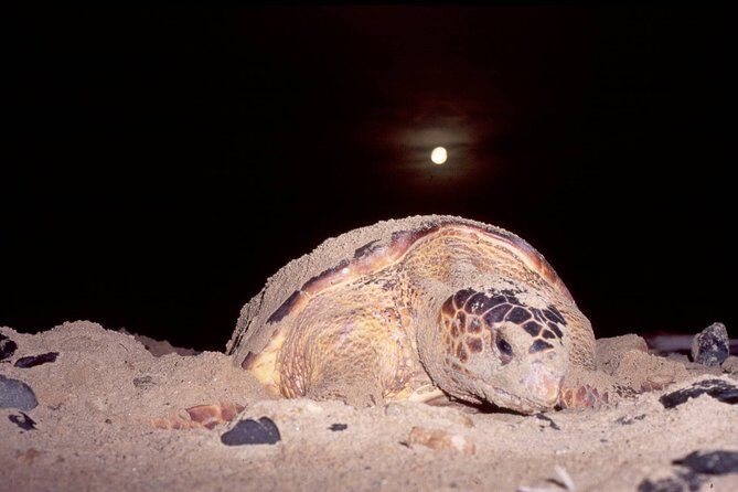Turtle Watching Adventure - Santa Maria night beach basics: loggerheads come ashore