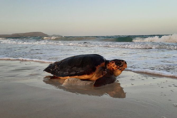 Turtle Watching Adventure - Should you book this turtle watching adventure?