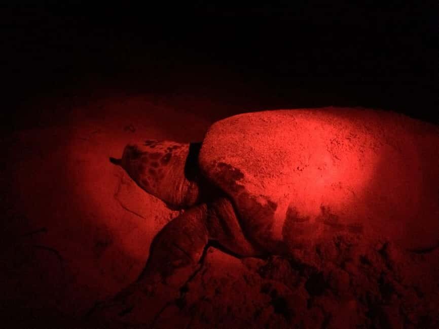 Watch Sea Turtles Nesting – Night Tour in Sal Island - Key Points You’ll Care About