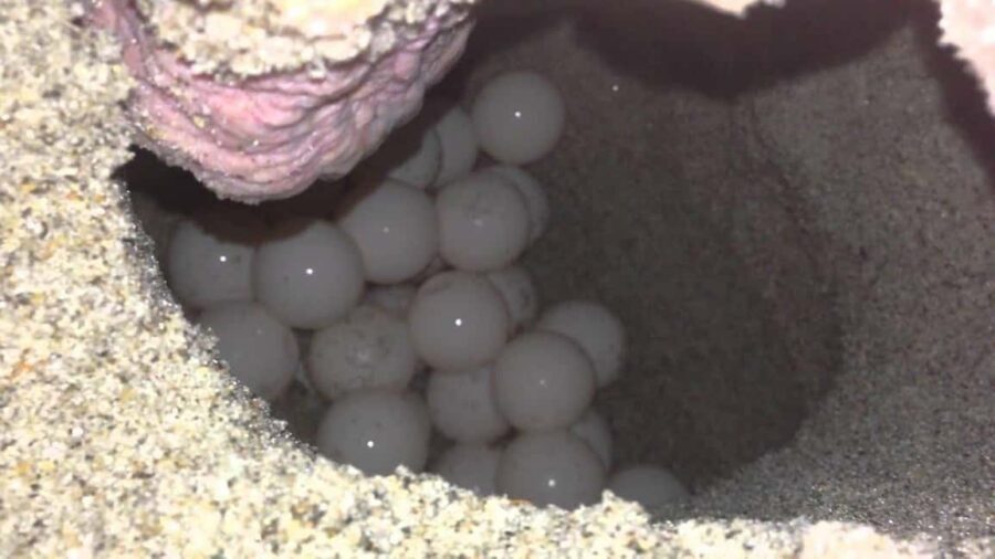 Watch Sea Turtles Nesting – Night Tour in Sal Island - Night on Sal: Why Loggerhead Nesting Is a Big Deal