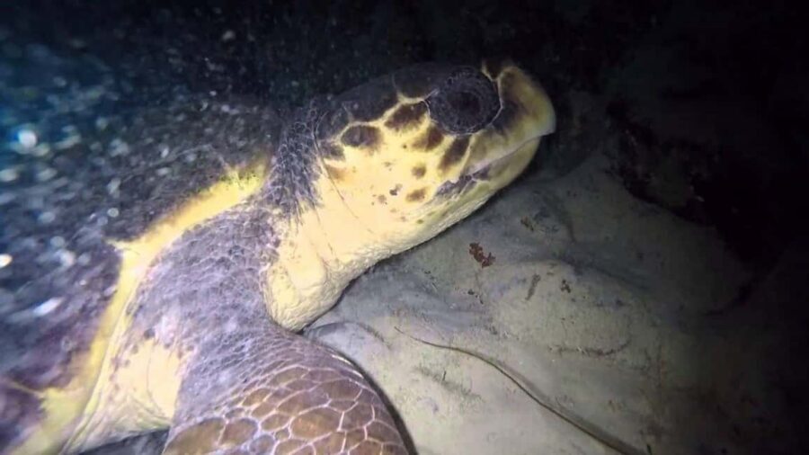 Watch Sea Turtles Nesting – Night Tour in Sal Island - What Happens at the Beach: The Nesting Sequence You’ll Want to Understand