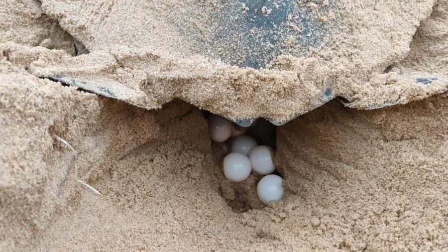 Watch Sea Turtles Nesting – Night Tour in Sal Island - Timing Reality: Why Some Nights Feel Shorter