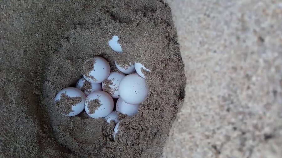 Watch Sea Turtles Nesting – Night Tour in Sal Island - The Do’s and Don’ts That Keep the Turtle Night Working