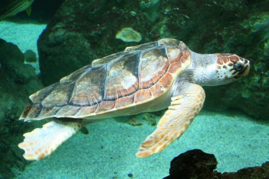 Watch Sea Turtles Nesting – Night Tour in Sal Island - Hotel Pickup in Santa Maria: Getting to the Beach Without Drama