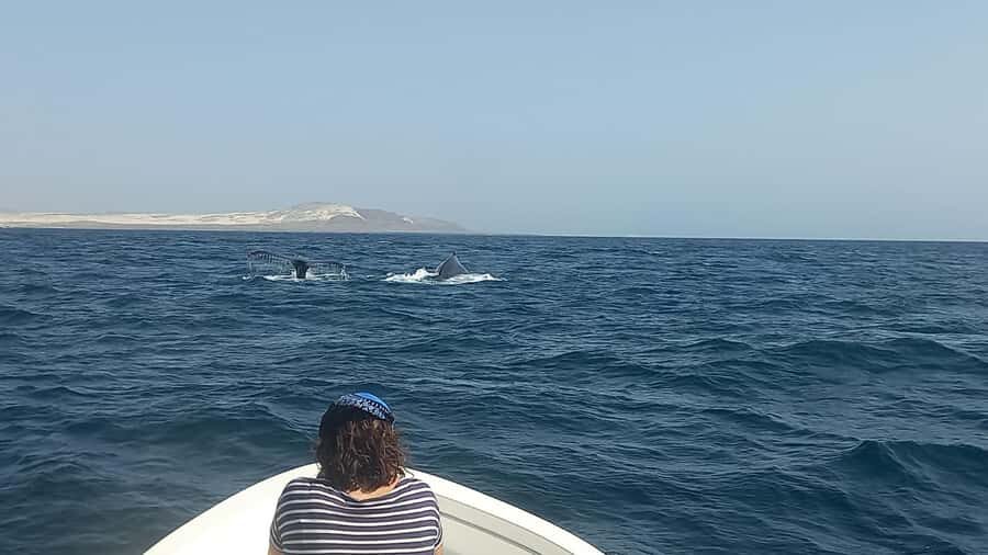 Whale watching tour SEASONAL - Boa Vista Humpback Season: Why This Time Window Matters