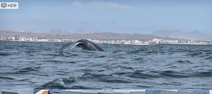 Whale watching tour SEASONAL - The Boat and the Group Size: Comfort for Real Looking