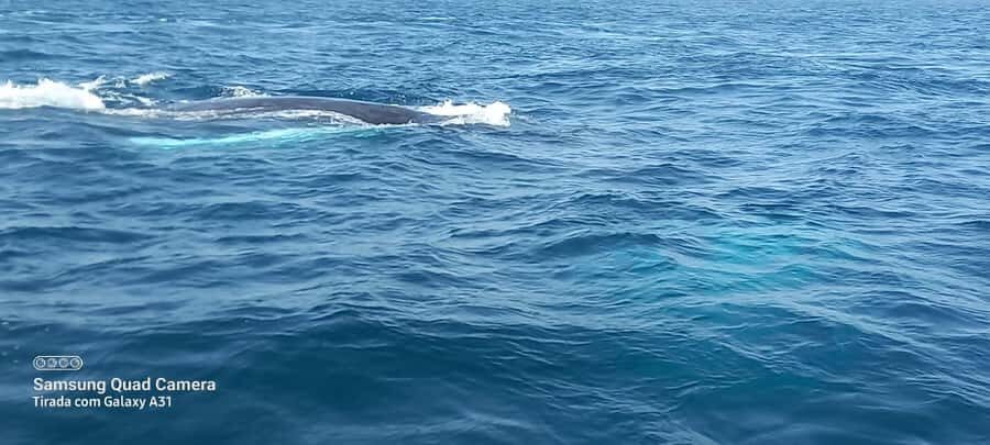 Whale watching tour SEASONAL - Price and Value: Is 76 USD Worth It?