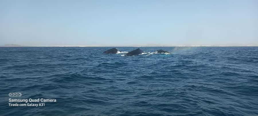 Whale watching tour SEASONAL - Eco-Friendly Whale Watching: What the Low-Impact Approach Really Means